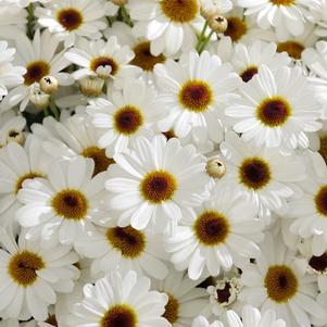 Argyranthemum frutescens 'Grandaisy White Imp'