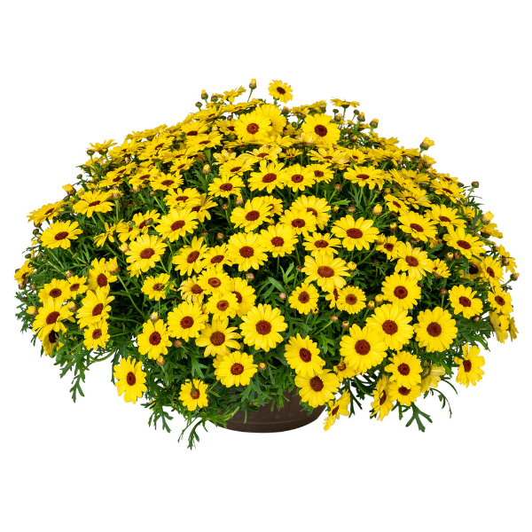 Argyranthemum frutescens 'Grandaisy Yellow'