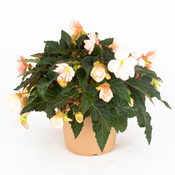 Begonia hybrida 'I'Conia Miss Montreal'