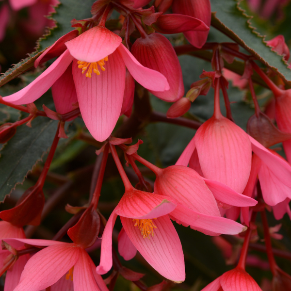 Begonia boliviensis 'Mistral Pink'