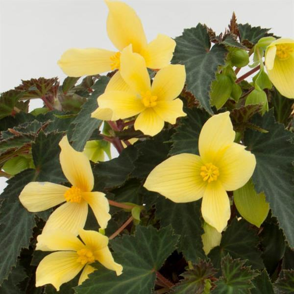 Begonia boliviensis 'Mistral Yellow'