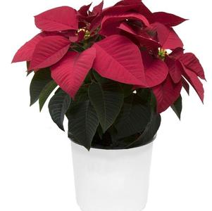 Poinsettia euphorbia pulcherrima 'Mirage Red'