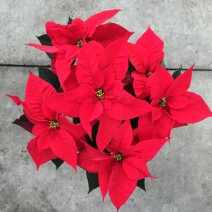 Poinsettia euphorbia pulcherrima 'Lyra Red'