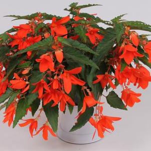 Begonia boliviensis 'Waterfalls Angel Soft Orange'