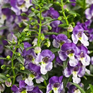 Angelonia angustifolia 'Angelface Wedgewood Blue'