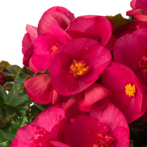 Begonia hiemalis 'Evi Bright Pink'