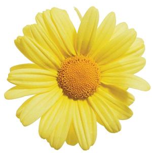 Marguerite Daisy