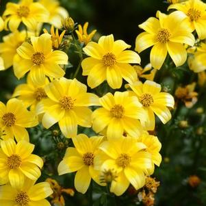 Bidens ferulifolia 'Beedance Yellow'