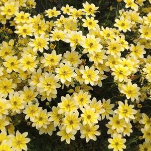 Bidens ferulifolia 'Cupcake Banana Cream'