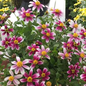 Bidens ferulifolia 'Cupcake Strawberry'