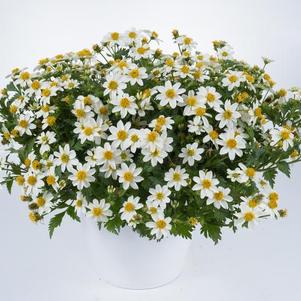 Bidens ferulifolia 'White Delight Imp'