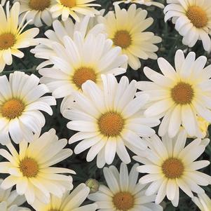 Argyranthemum frutescens 'Vanilla Butterfly'