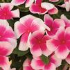 Vinca catharanthus roseus 'Nirvana Cascade Pink Splash'