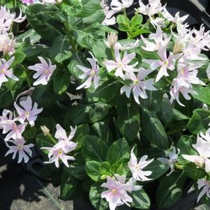 Vinca catharanthus roseus 'Soiree Crown Pink'