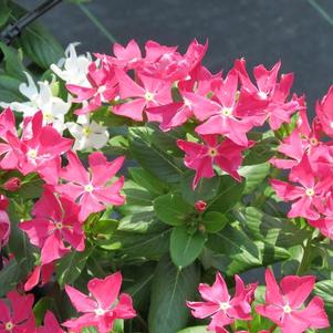 Vinca catharanthus roseus 'Soiree Crown Rose'