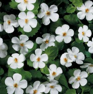 Bacopa sutera cordata 'Snowstorm Giant Snowflake'