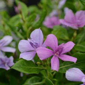 madagascar periwinkle