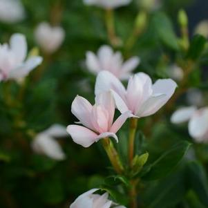Vinca catharanthus roseus 'Soiree Double White'