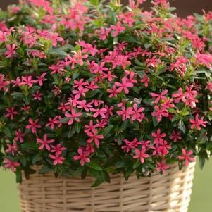 Vinca catharanthus roseus 'Soiree Kawaii Pink'