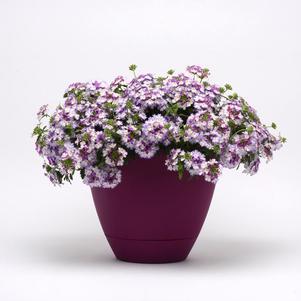 Verbena hybrida 'Bebop Lavender'
