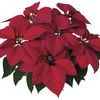 Poinsettia Euphorbia Pulcherrima 'Mars Red'