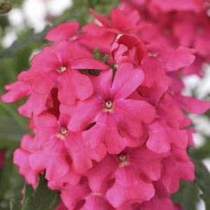 Verbena hybrida 'Lanai Neon Rose'