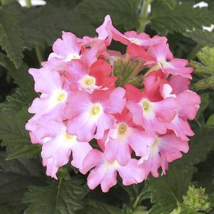 Verbena hybrida 'Lanai Pink'