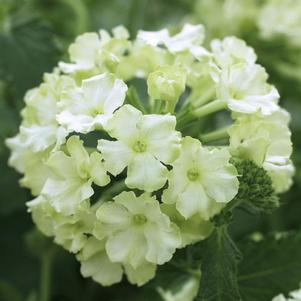 Verbena hybrida 'Lanai Compact Lime Green'