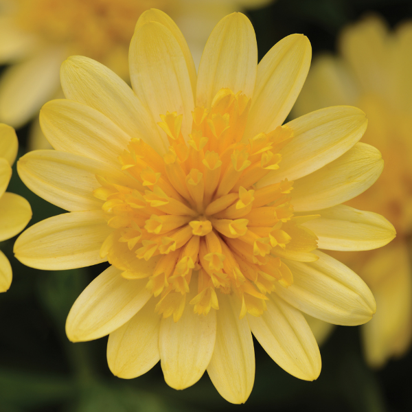 Osteospermum ecklonis '4D Sunburst'