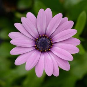 Osteospermum ecklonis 'Daisy Falls Pink'