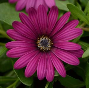 Osteospermum ecklonis 'Daisy Falls Purple'