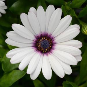 Osteospermum ecklonis 'Daisy Falls White Amethyst'