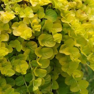 Lysimachia nummularia 'Goldilocks'