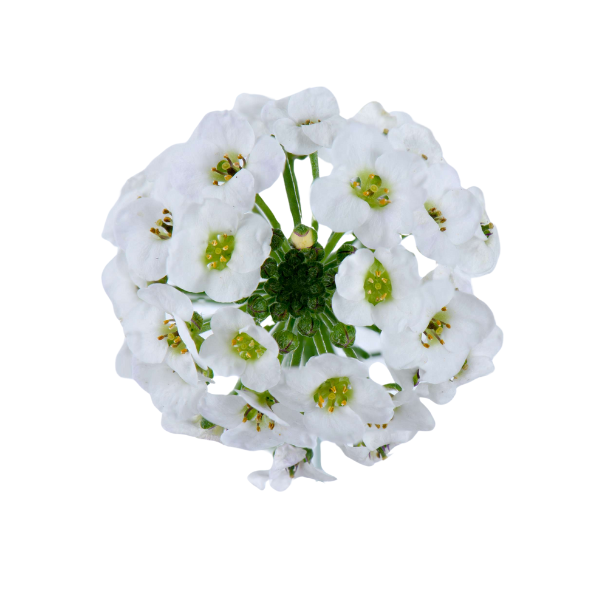 Sweet Alyssum