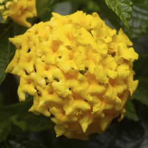 Lantana camara 'Bandito Yellow'