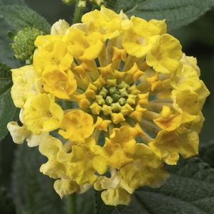 Lantana camara 'Bandito Lemon Zest'