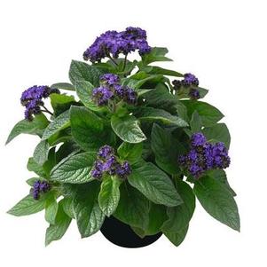 Heliotrope arborescens 'Midnight Sky'