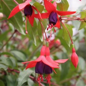 Fuchsia cultivars 'Angel Earrings Cascading'