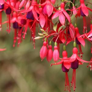 Fuchsia cultivars 'Angel Earrings Dainty'