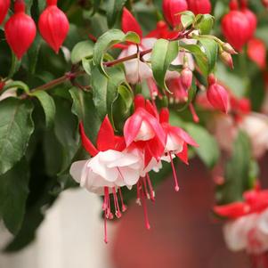 Fuchsia cultivars 'Angel Earrings Double Red'