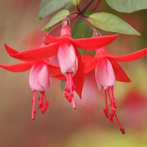 Fuchsia cultivars 'Angel Earrings Snow Fire'