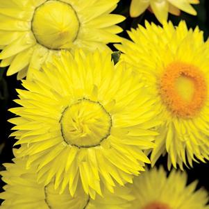 Bracteantha bracteata 'Cottage Lemon'