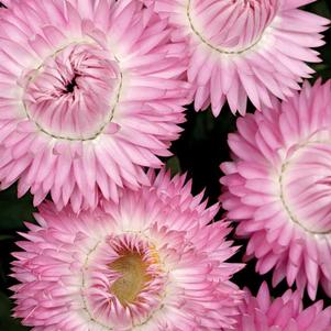 Bracteantha bracteata 'Cottage Pink'