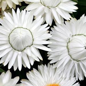 Bracteantha bracteata 'Cottage Ice'