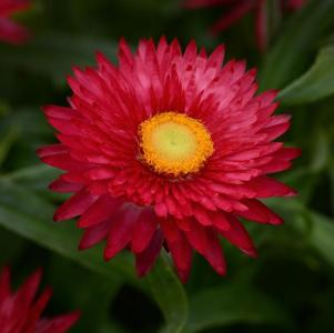 Bracteantha bracteata 'Mohave Purple Red'