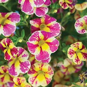 Calibrachoa hybrida 'Candy Shop Candy Bouquet'