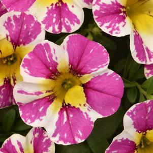 Calibrachoa hybrida 'Candy Shop Sweet Dreams'