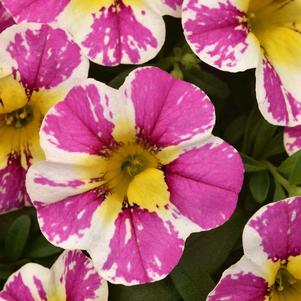 Calibrachoa hybrida 'Candy Shop Sweet Dreams'