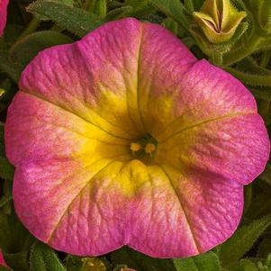 Calibrachoa hybrida 'Callie Pink Morn'