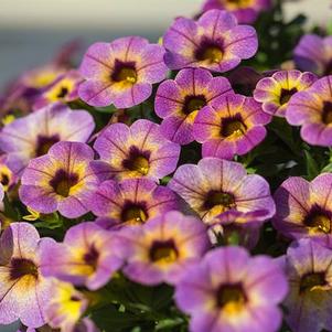 Calibrachoa hybrida 'Chameleon Blueberry Scone'